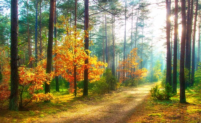 Fotograf&iacute;a de un camino natural en el interior de un bosque