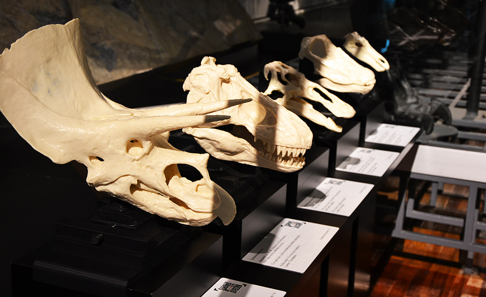 Fotografía de varios cráneos de dinosaurio recreados por impresión 3D para que los puedan tocar personas con discapacidad visual