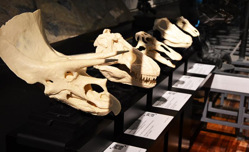 Fotografía de varios cráneos de dinosaurio recreados por impresión 3D para que los puedan tocar personas con discapacidad visual