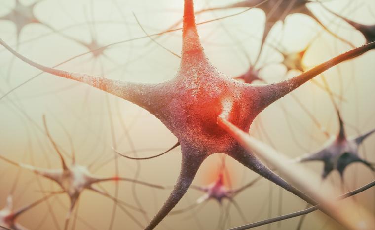 Ilustraci&oacute;n que muestra varias neuronas