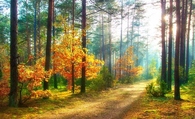 Fotograf&iacute;a de un camino natural en el interior de un bosque