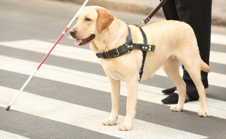 Una persona ciega con bast&oacute;n y gu&iacute;a canino cruza un paso de cebra